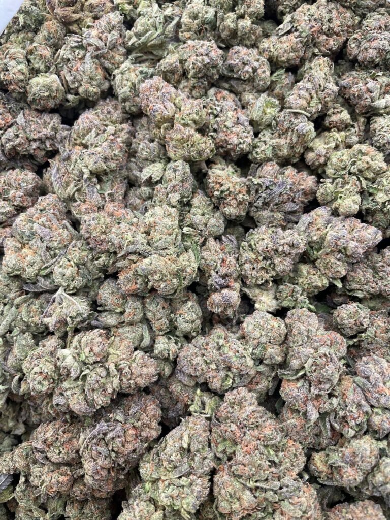 #D168C Gelato Snowcone 🍧