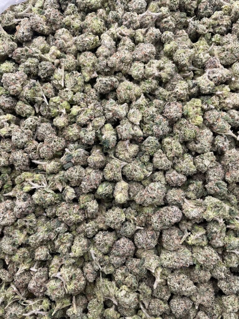 #D88B Fundip Smalls 🍬