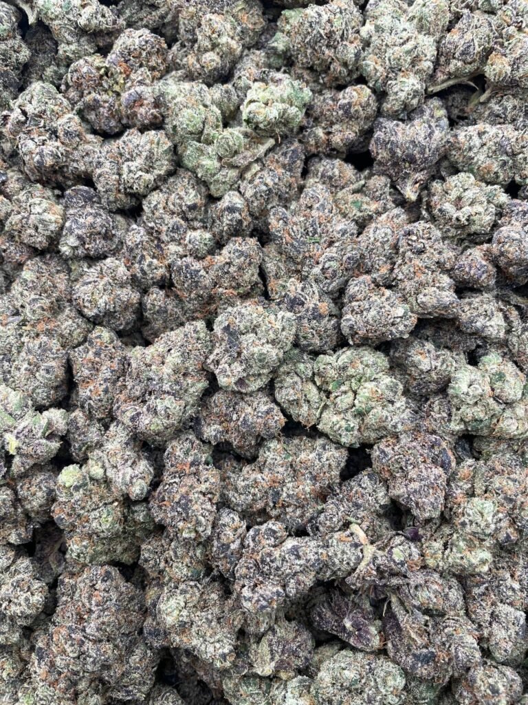 #DR73X Tropical Starburst 🌴